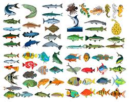 Study the Freshwater Fish questions
